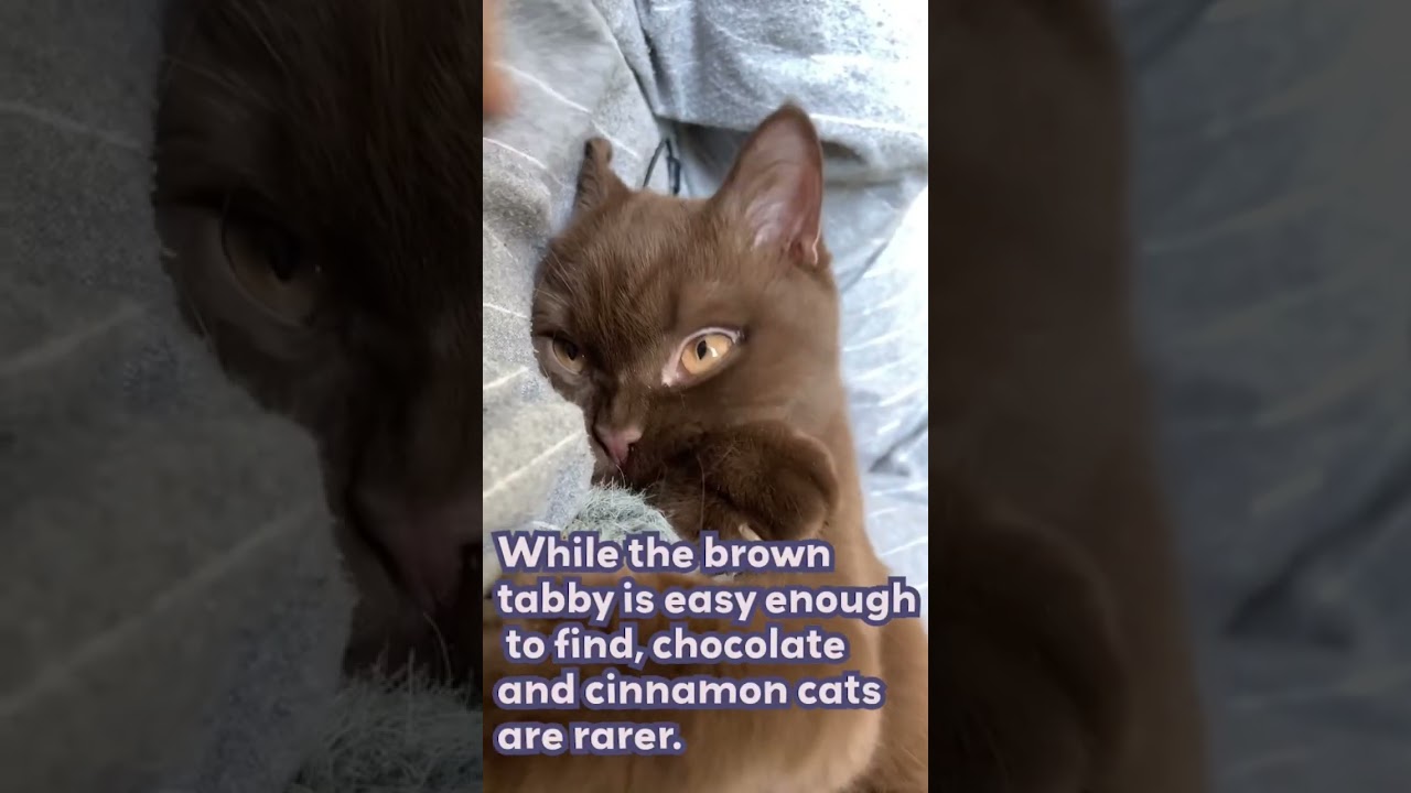 Did you know brown cats.. 🍫🐈 | Pawfect Shorts