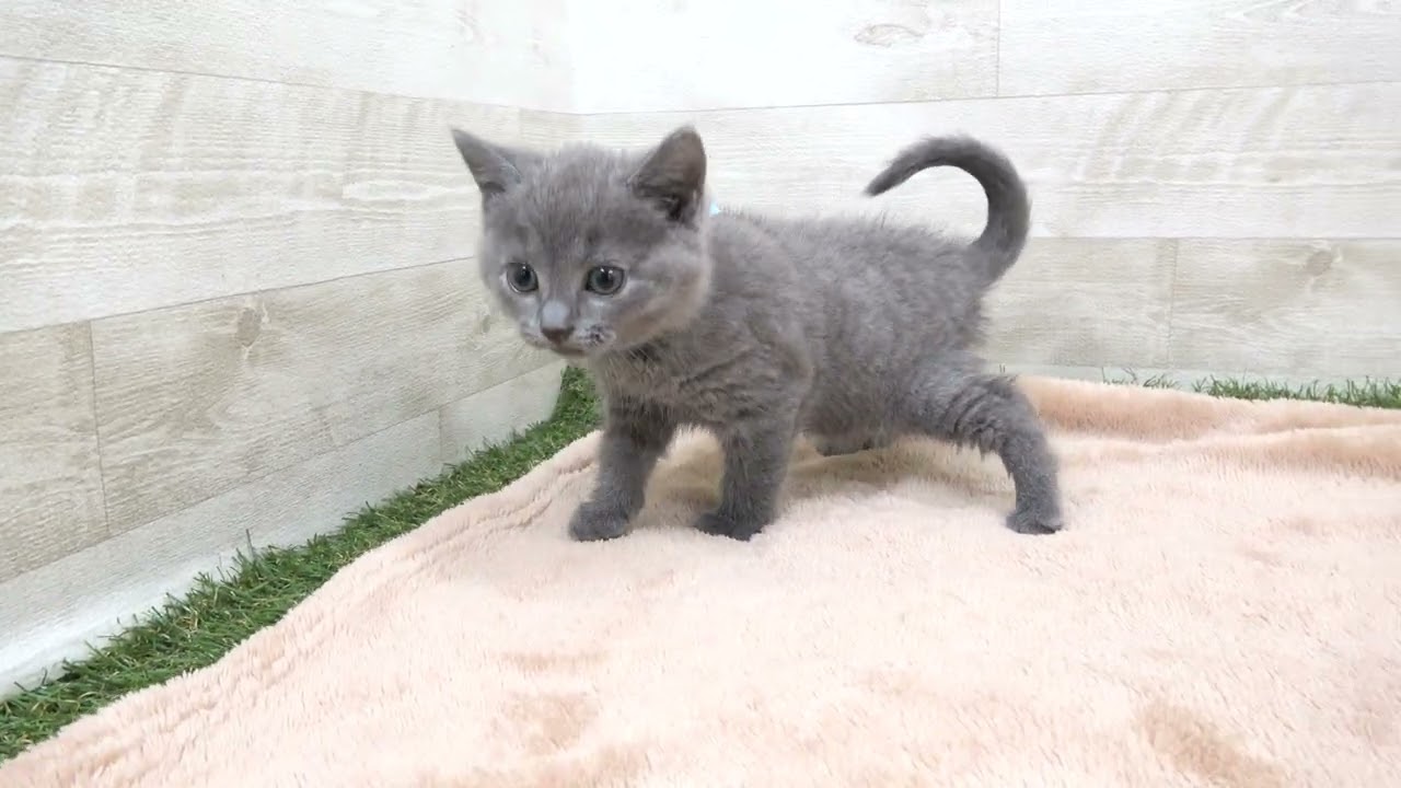 00581349 シャルトリュー