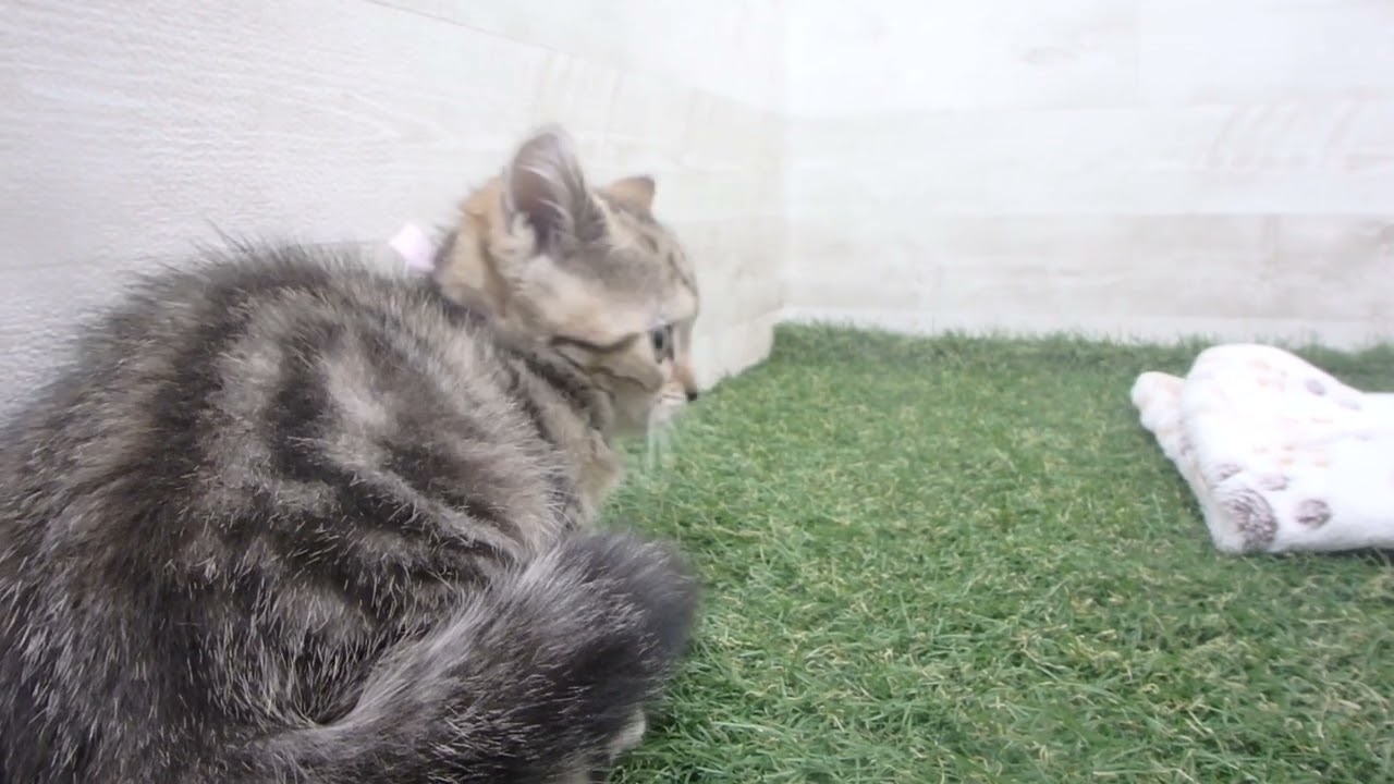 00606937 アメリカンショートヘアー