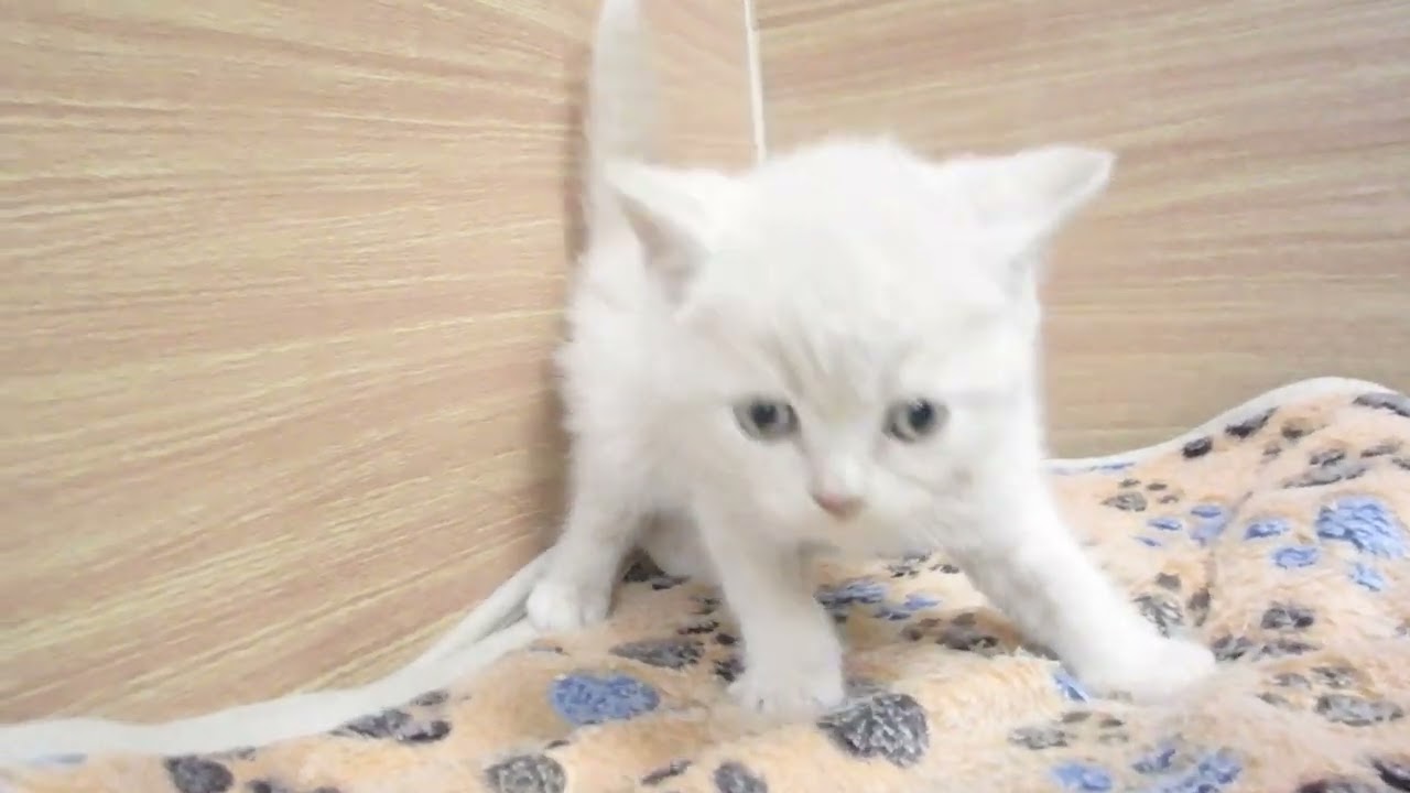 Coo&RIKU　No00606393 ブリティッシュショートヘアー