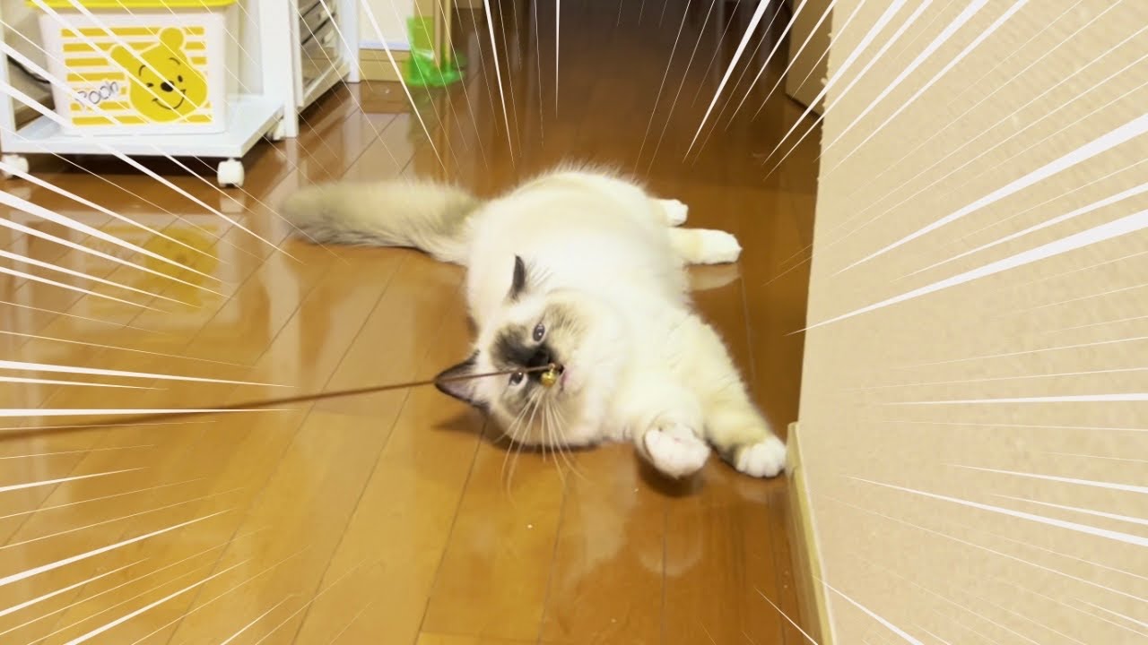質素なおもちゃのほうが好きなんですか？【バーマン】