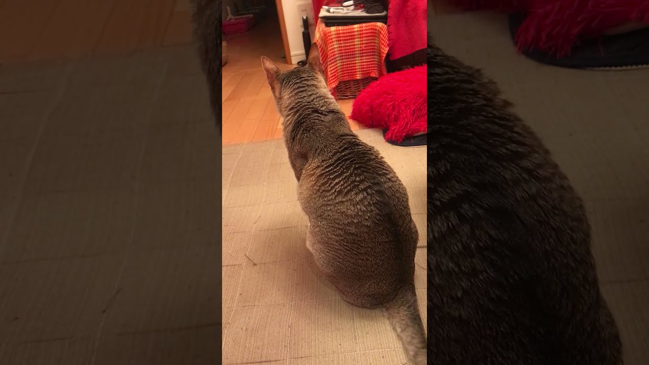 猫穴から出てくるシンガプーラなのにゃ♪