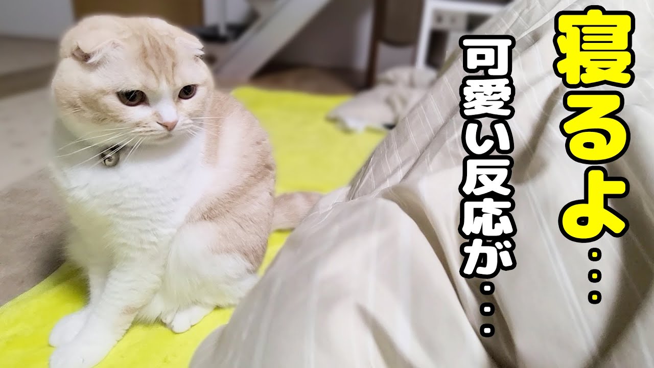 「寝るよ！」と言うと布団に移動して寝る子猫と犬が可愛い！