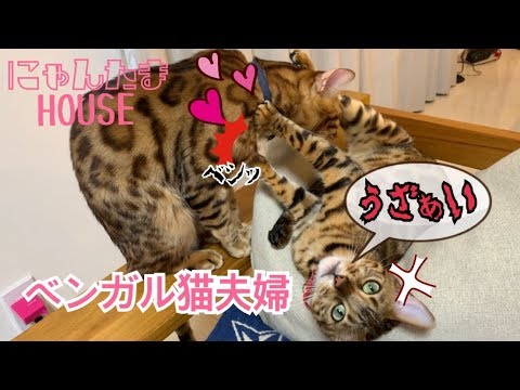 雌のベンガル猫ベルにかまってほしい雄猫テト