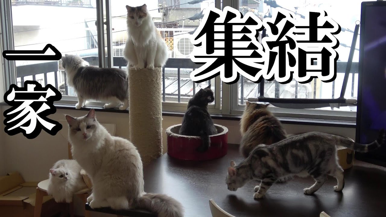 【イケメンがいた】猫カフェ「ラグドール」に行ってみた（大阪/難波）