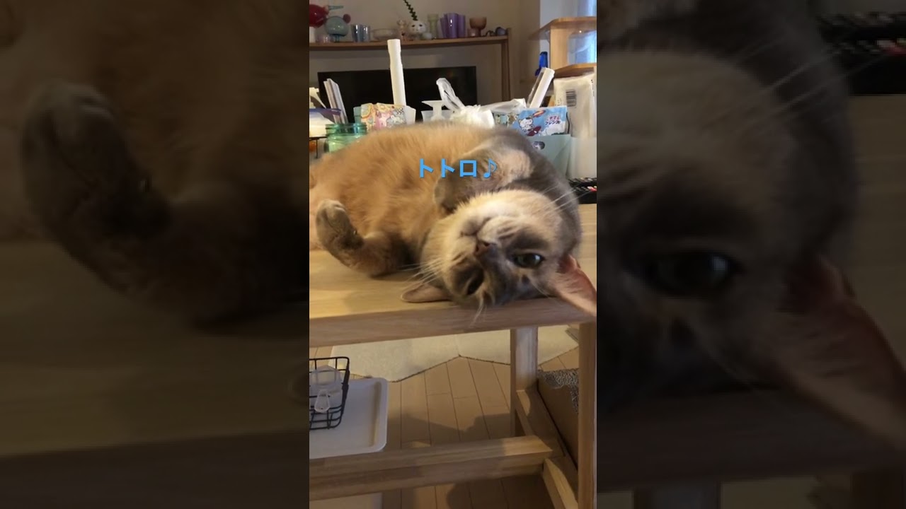 あの曲に合わせ♪(癒し)#shorts#猫動画#アビシニアン#cat#まな猫