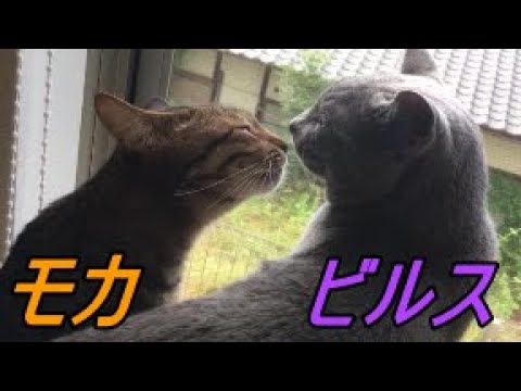 なんだか仲良しな猫たち（ロシアンブルー）