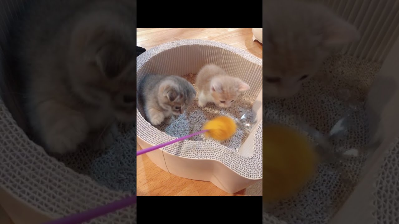 生後３０日頃の短足マンチカンの赤ちゃん子猫・くぅちゃんとお姉ちゃん