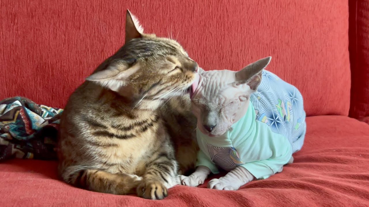 可愛すぎる！先住猫に甘えまくる子猫【スフィンクス猫】