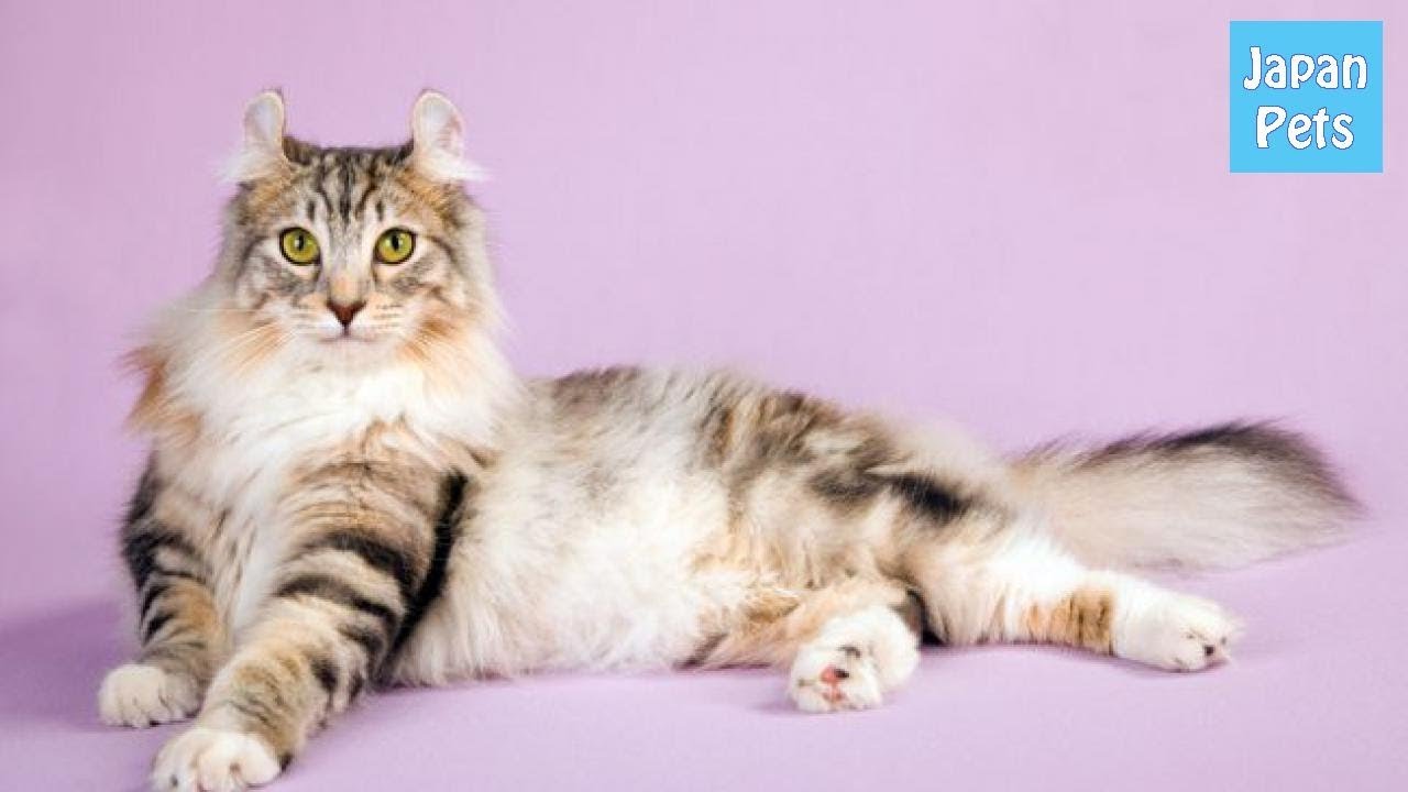 アメリカンカールの性格や価格、飼い方。そして里親になる為には？ - Japan Pets