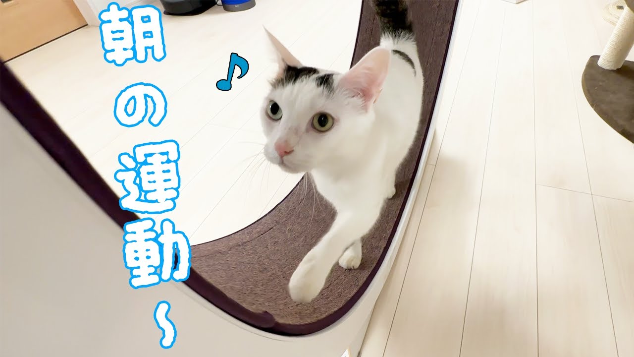 運動しよ！と言うと回し車を使ってくれる天才猫チロさん