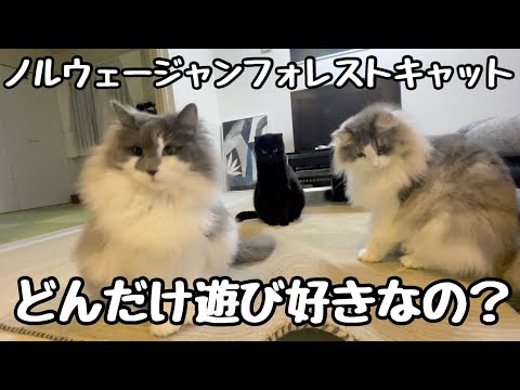 ノルウェージャンフォレストキャットを飼うと寝不足になる💦深夜★早朝ルーティンでボール投げで攻撃が永遠続きます（泣）