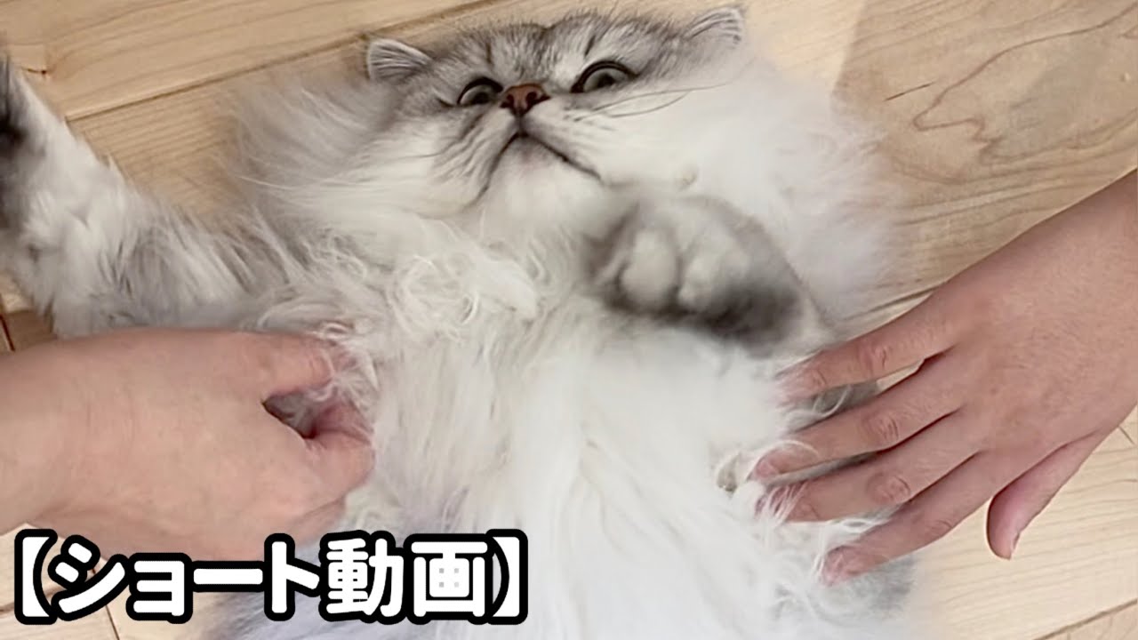 お母さんには容赦ない猫【サイベリアン】 #Shorts