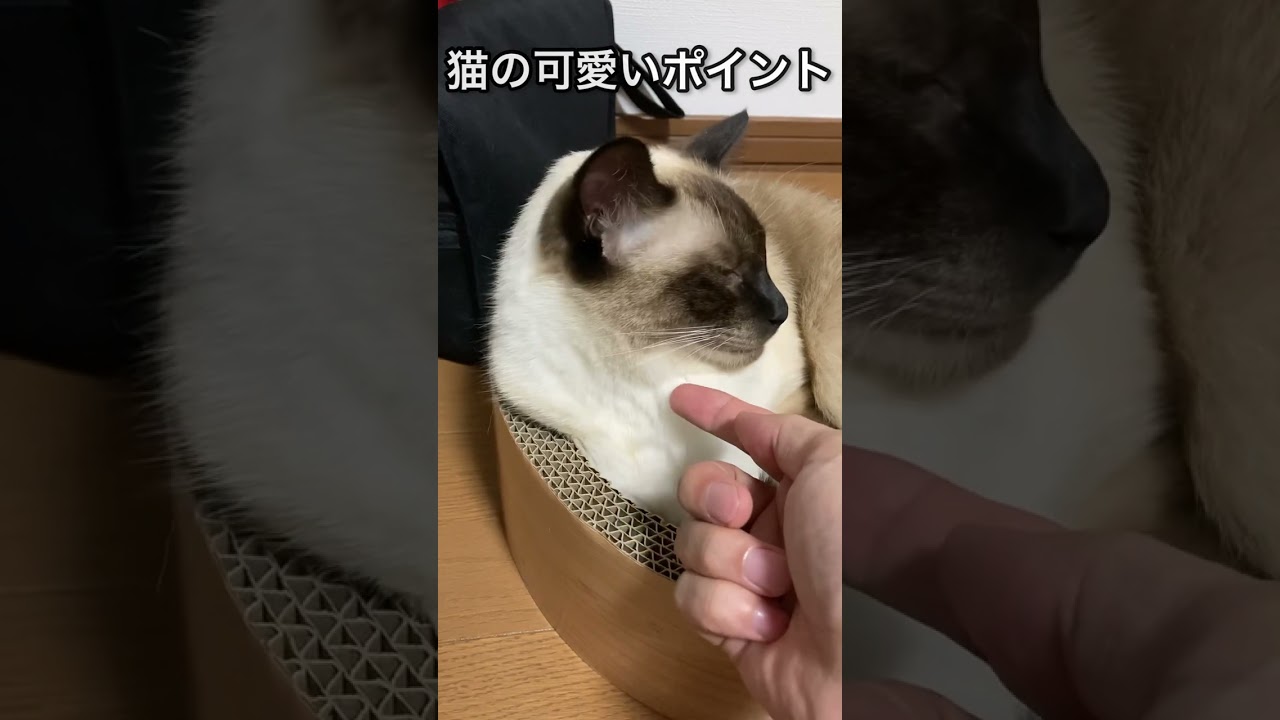 【シャム猫】ここ、かわいいと思いませんか？その2