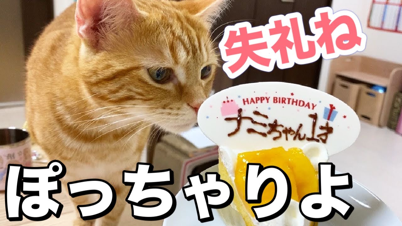 アメリカンショートヘアの猫が１歳になったら肥満ニャンコになった