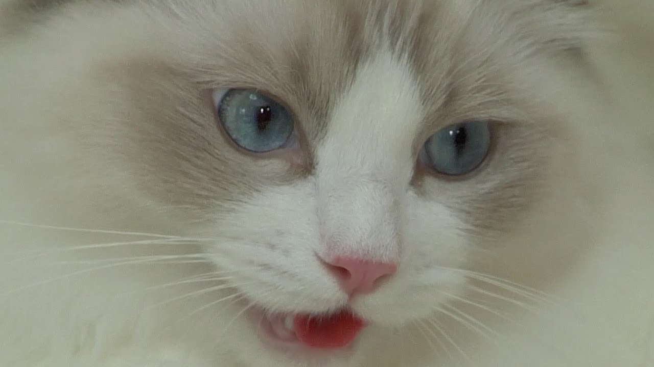 ラグドール子猫のキャットショーデビューへの道Part1、両親はチャンピオン!!