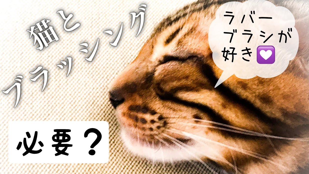 【ベンガル猫】ブラッシングはラバーブラシがおすすめです！