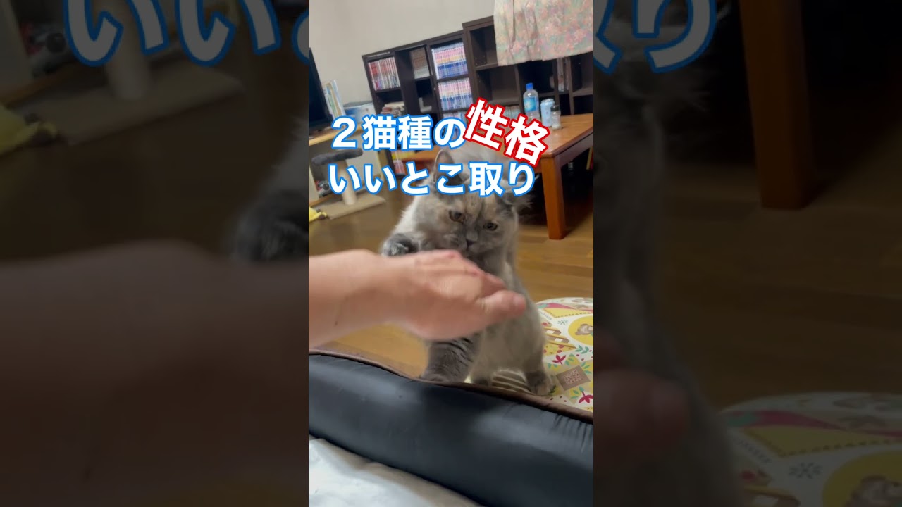【シャルトリューとブリティッシュの掛け合わせ】この掛け合わせで性格のいい子猫たちがたくさん産まれました#shorts