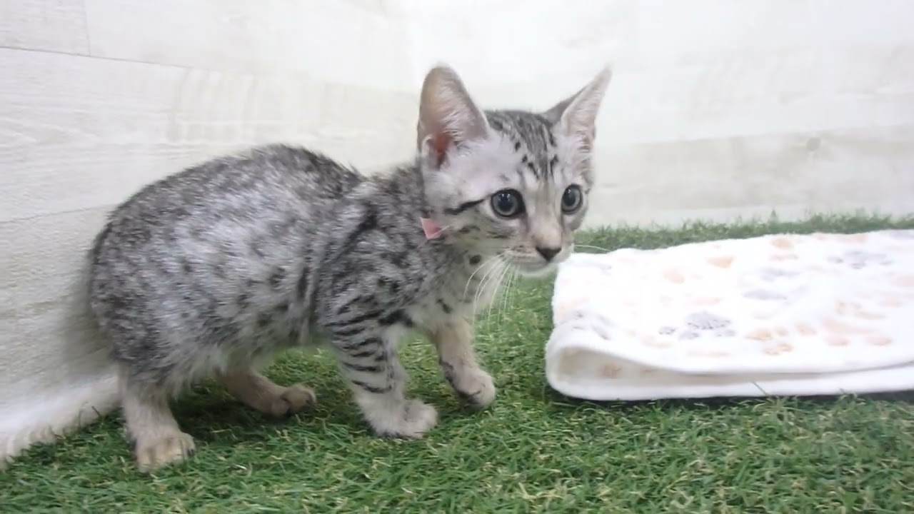 00607455 エジプシャンマウ