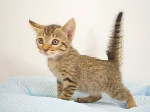 Coo&RIKU　No376248　オシキャット