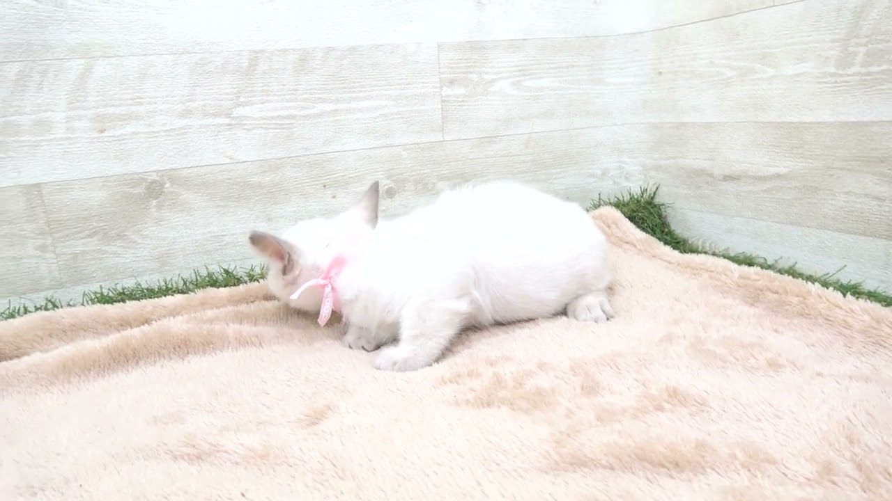 00581371 トンキニーズ