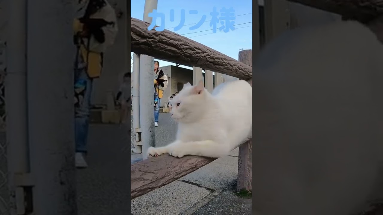 あの凶暴猫のカリン様が子供達にも大人気 Ferocious cat #shorts