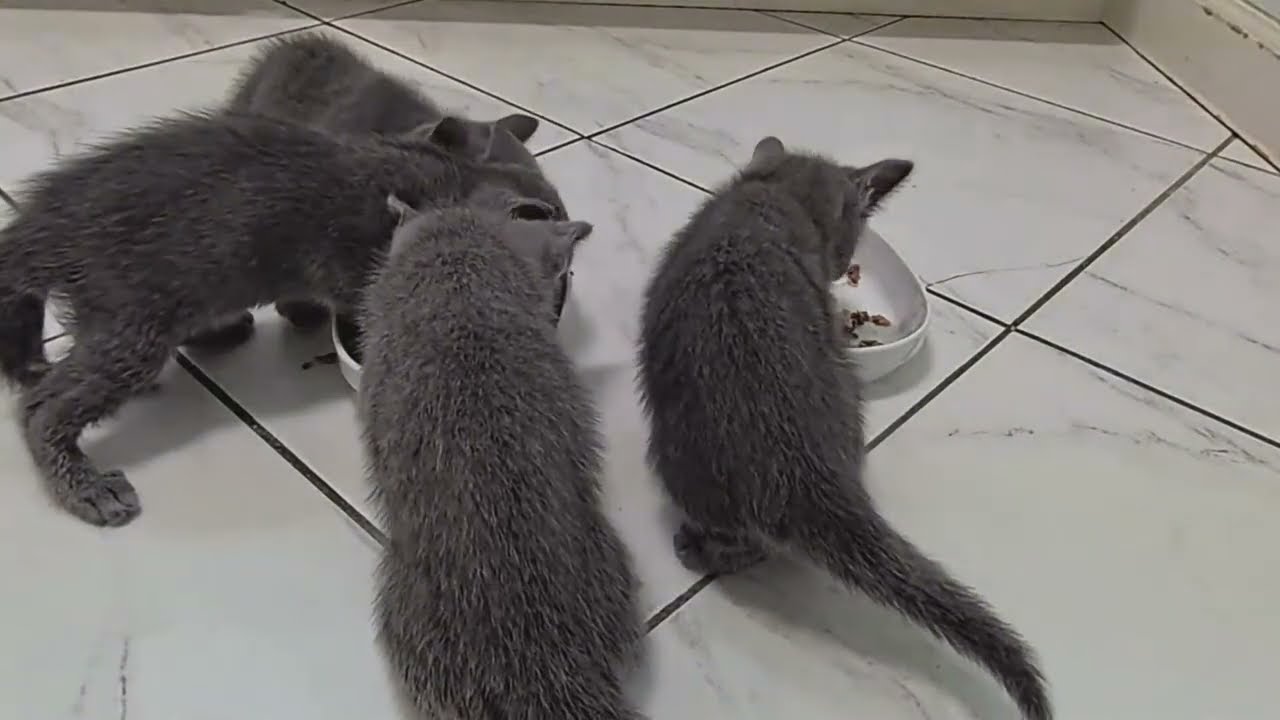 生後40日目のロシアンブルー子猫