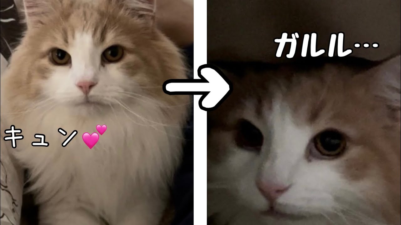 フミフミ甘えん坊な猫が狂暴化する瞬間はこちらです…【元保護猫ノルウェージャン】