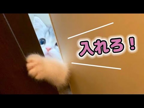 トイレまでついてくる、ストーカー子猫がいます…【スコティッシュフォールド】