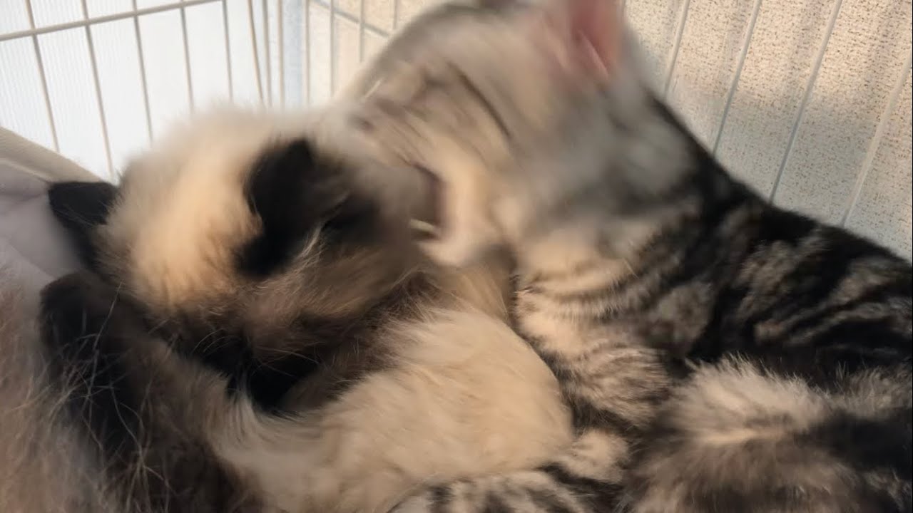 【ヒマラヤン】いつもの寝床争いかと思ったら…【多頭飼い】