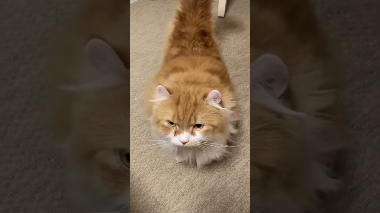 【ｱﾒﾘｶﾝｶｰﾙmocca】お邪魔しま～す！ #shorts  #猫 #アメリカンカール #cat
