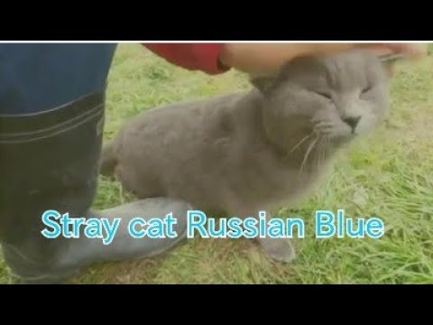 野良猫で居てたロシアンブルー 誰かに捨てられたのかな😣