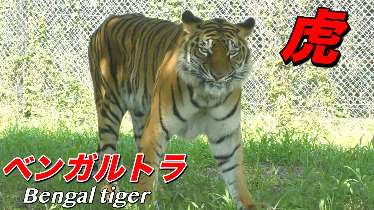 【虎】ベンガルトラの生態〜「人食い」の過去を持つ大型のトラ（Bengal tiger）〜