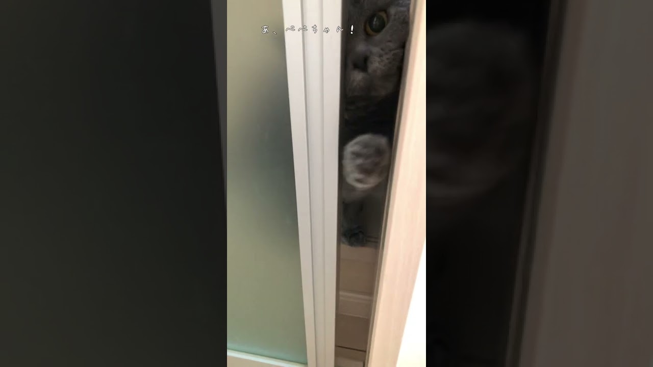 必死で開けてとせがむ猫、でも結果は😅#セルカークレックス #shorts #ブリティッシュショートヘア #猫 #cat #selkirkrex #britishshorthair
