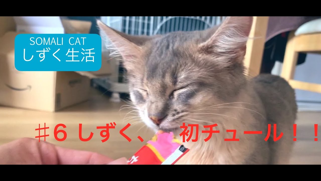 【ソマリ】#6 しずく、初チュール！【猫】