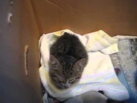 【子猫編】はっとするこねこ