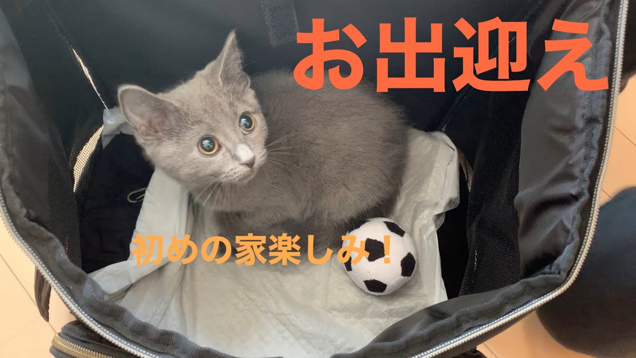 子猫のお出迎え【シャルトリュー】