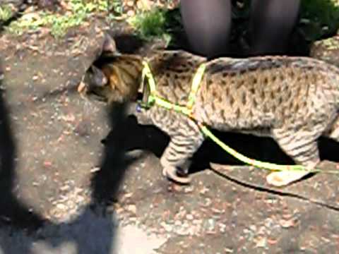 オシキャットの散歩２