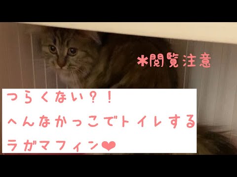 変な体勢でトイレするラガマフィン❤︎ragamuffin cat