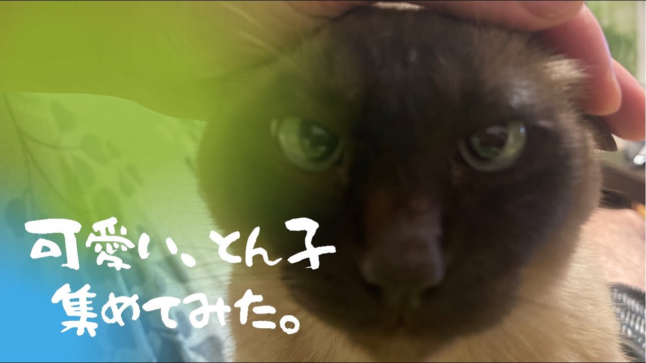 猫の日常、アメショーのアンコとトンキニーズのトンコ詰め合わせ動画