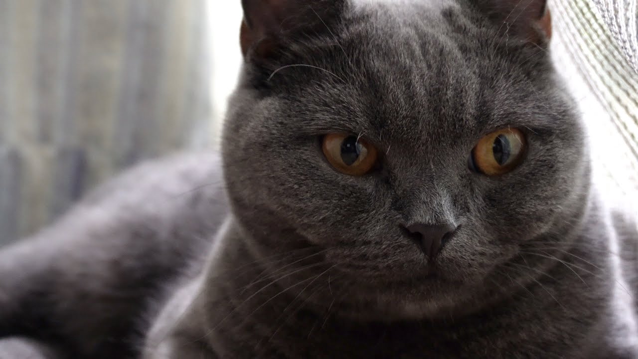 窓際で日向ぼっこするかわいい猫…【ブリティッシュショートヘア】