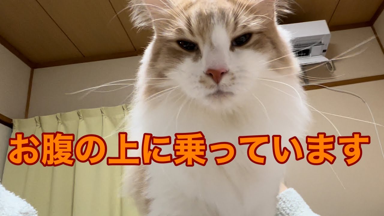 猫が寝る前にすること【ノルウェージャンフォレストキャット】