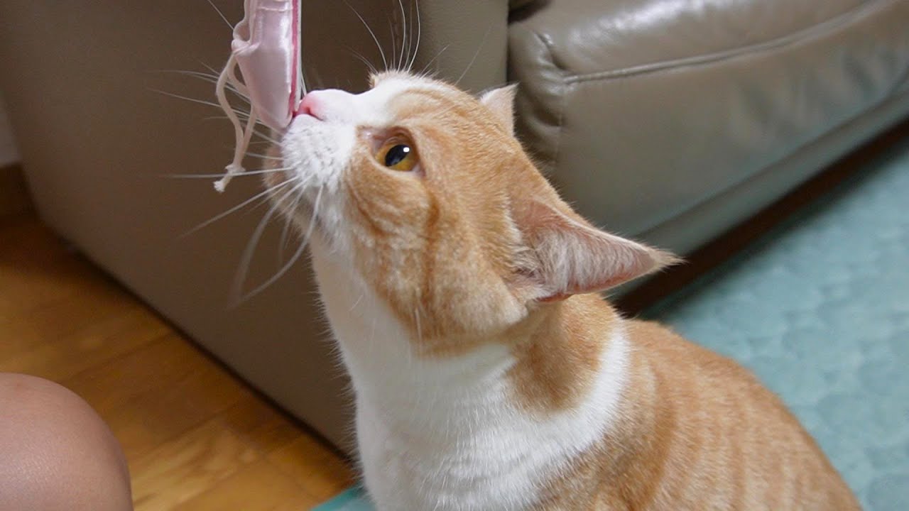 大好きな次女と過ごす夏休み最後の日【スコティッシュフォールド】【アビシニアン】