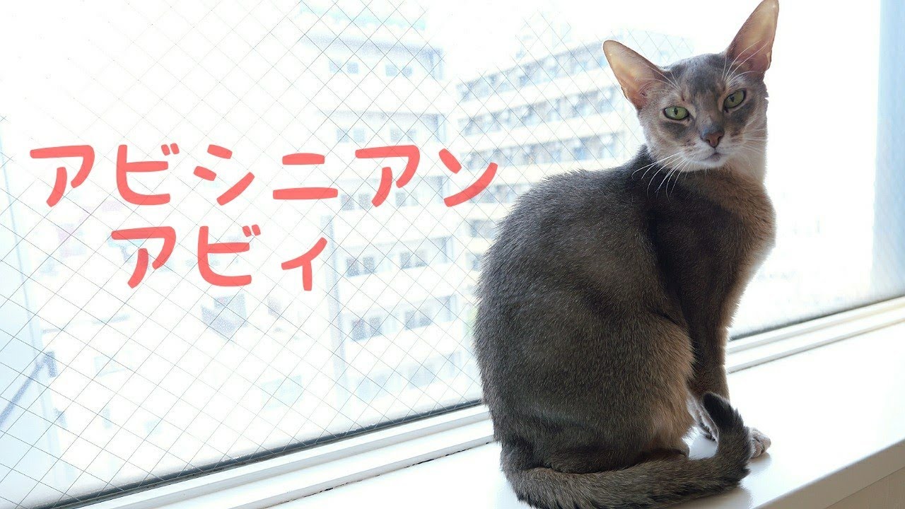 【アビシニアン】アビィ