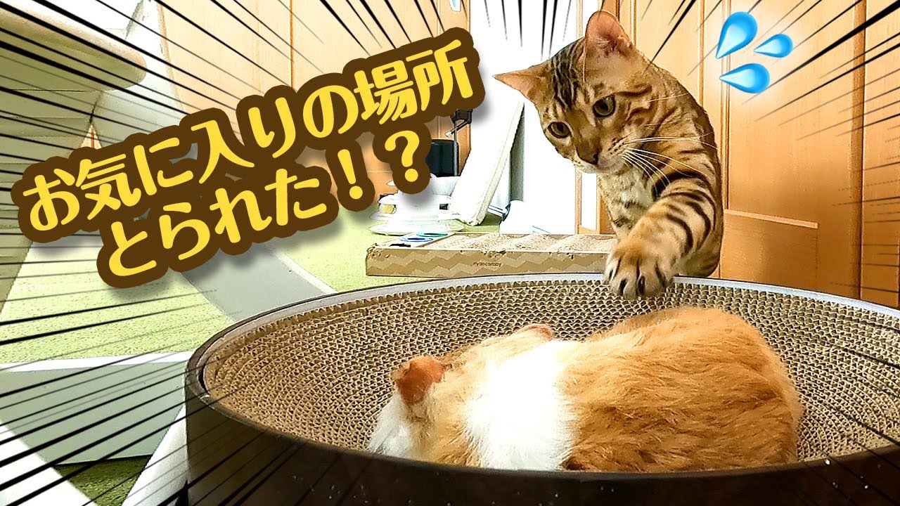 知らない子猫が寝てた時 ベンガル猫の反応は⁉️