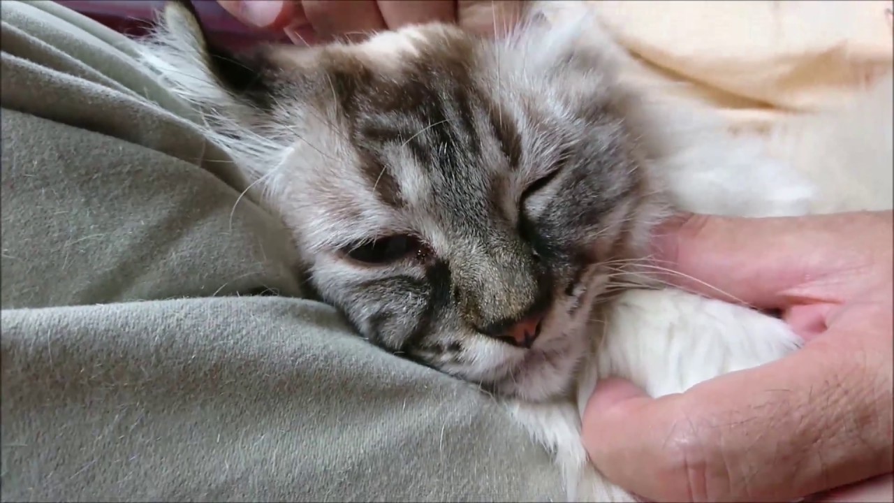アメリカンカール　猫の耳お手入れ　Ear care of American Curl Cat.