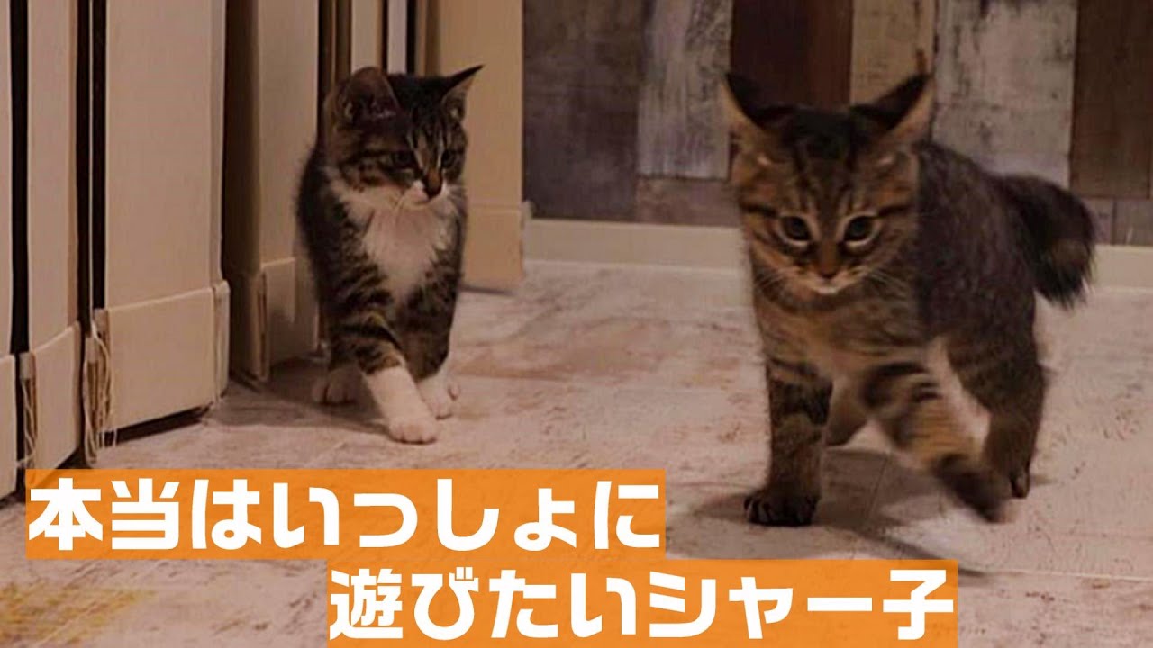 慣れてきたハロウィン子猫を外で思いっきり遊ばせてみることにした