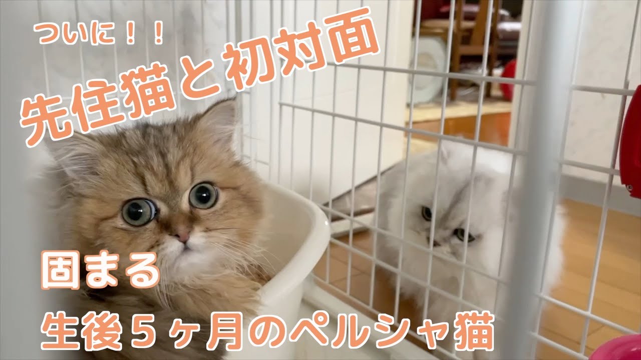 【ペルシャ猫】【子猫】先住猫と初対面生後５ヶ月の子猫が頑張る姿に感動しました