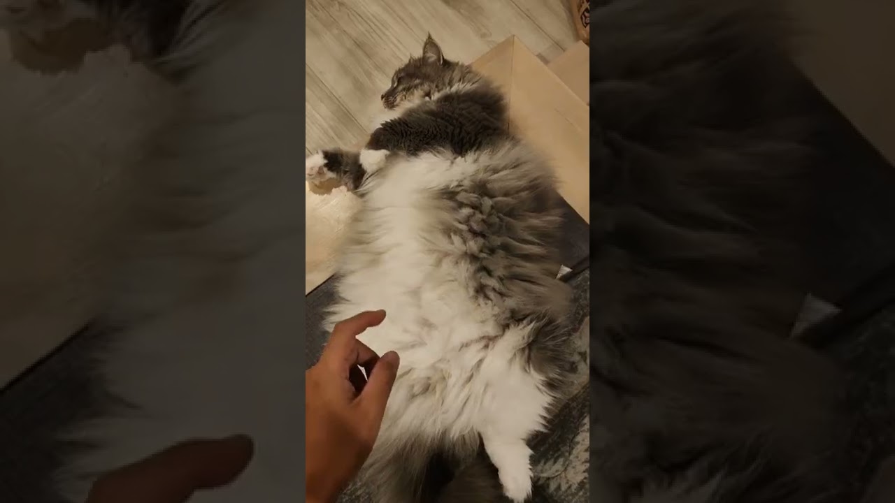 もふもふを通り越してる気がする猫【サイベリアンのラフィ】#shorts