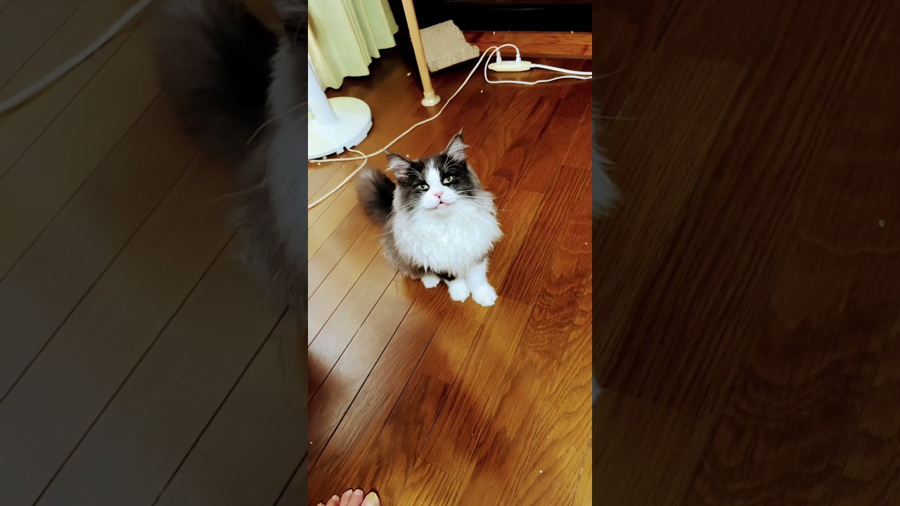 ラガマフィンの、ロロくん